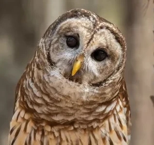 barrel-owl~2.jpg
