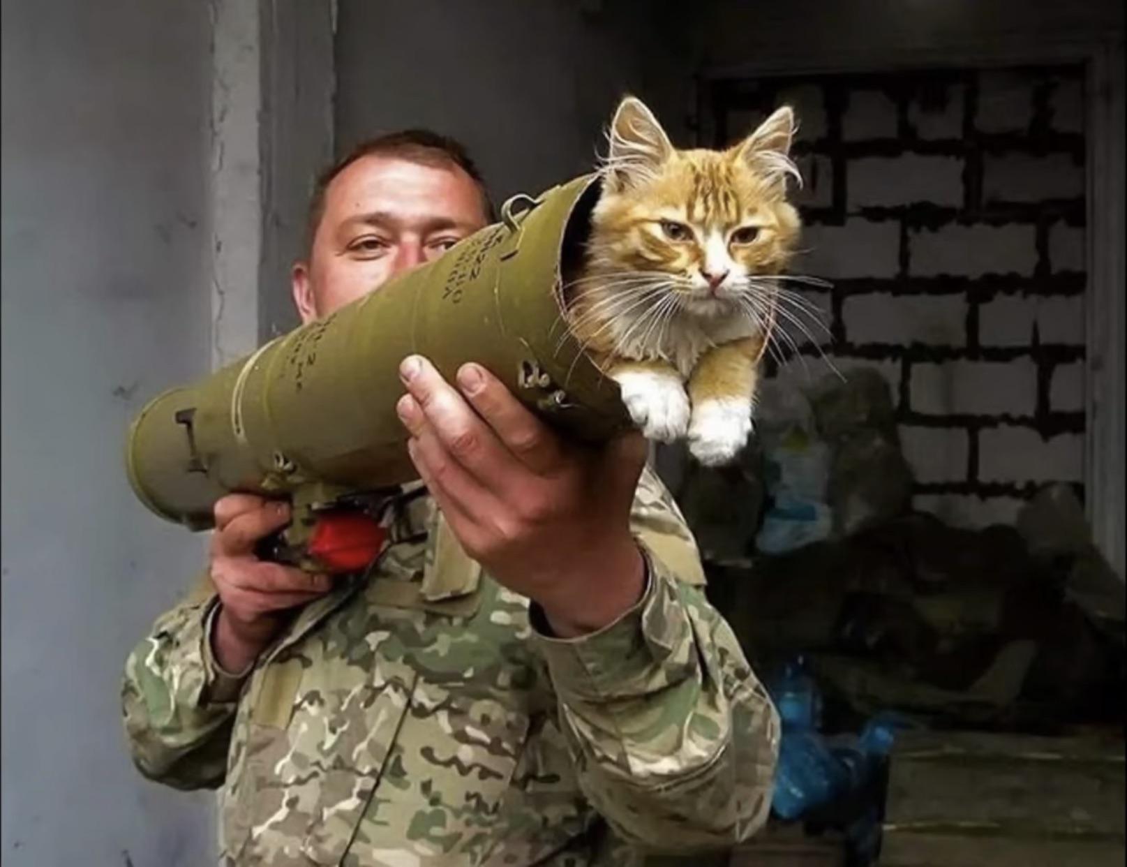 Bazooka cat.jpg
