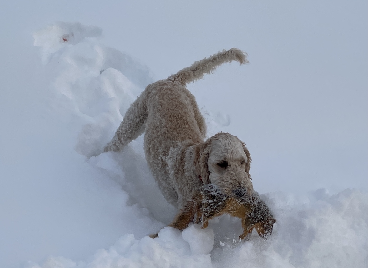 BDB6F3F1-260E-4553-AAF3-494C73B5CC1F.jpeg