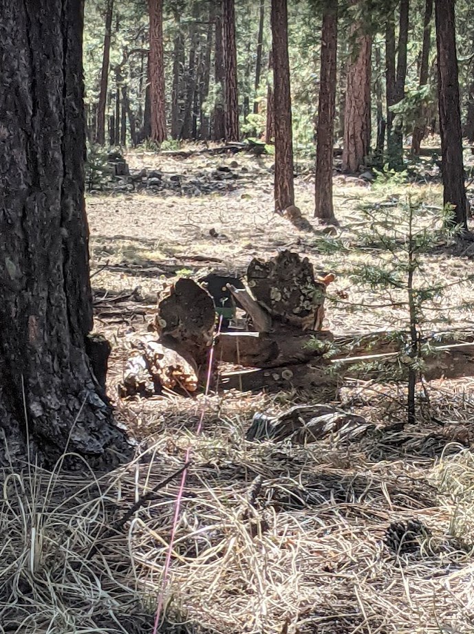 bear down two parallel logs.1652676956.jpg