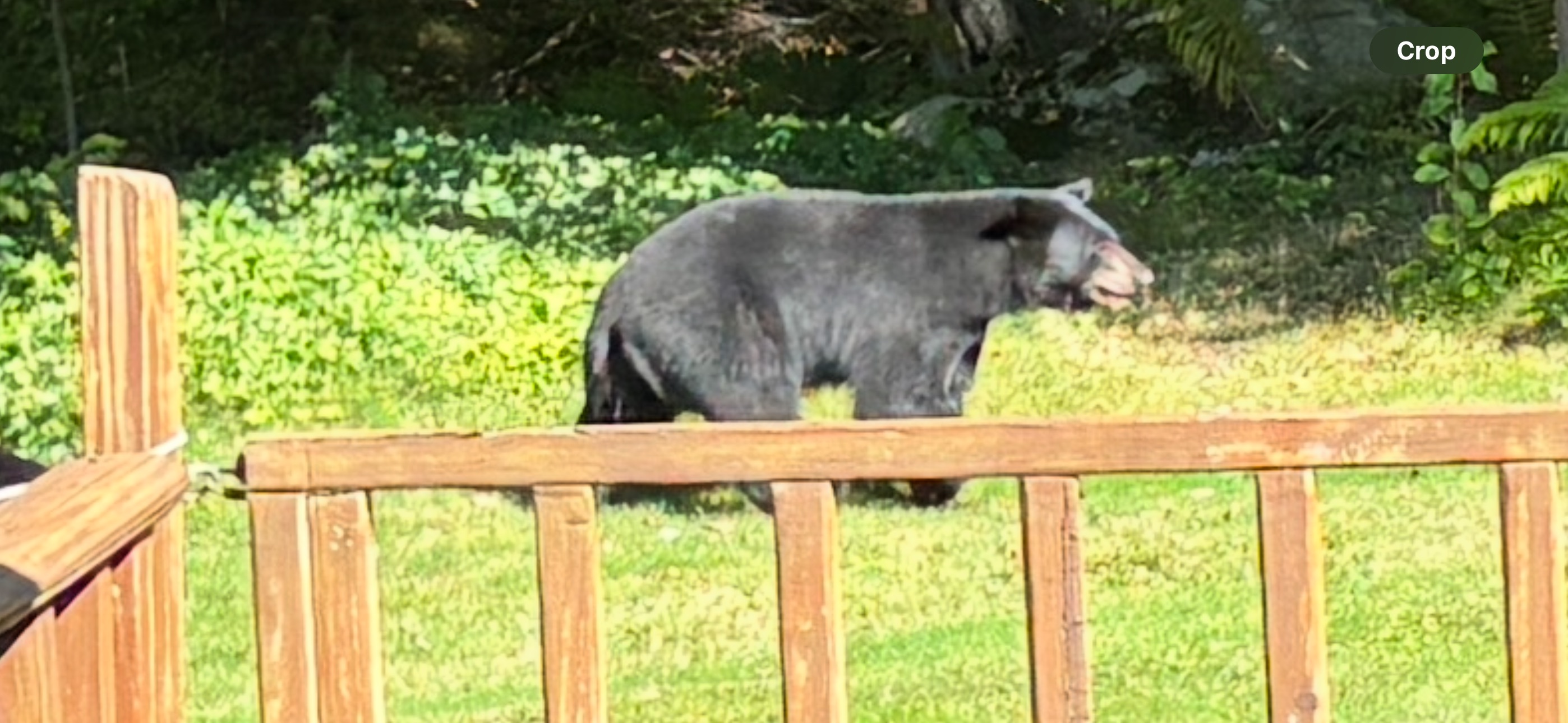 Bears2.jpg