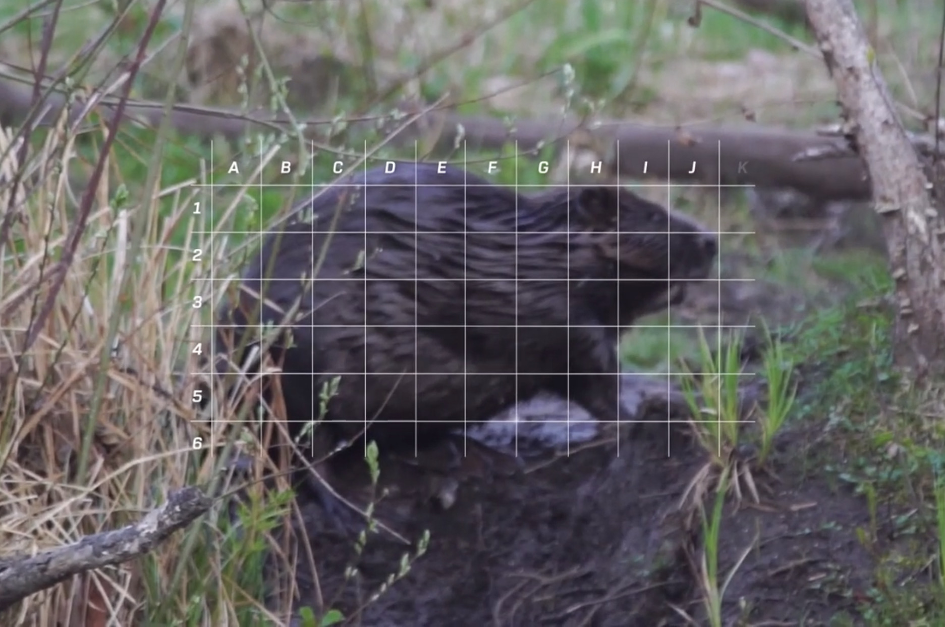 Beaver Grid.jpg