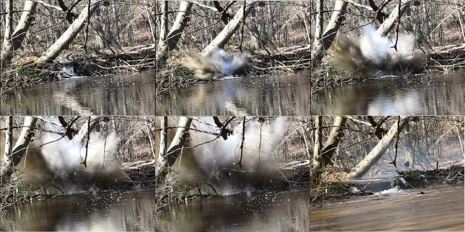 beaver.jpg