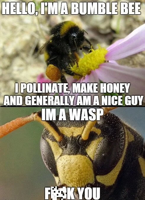 bee vs wasp.jpg