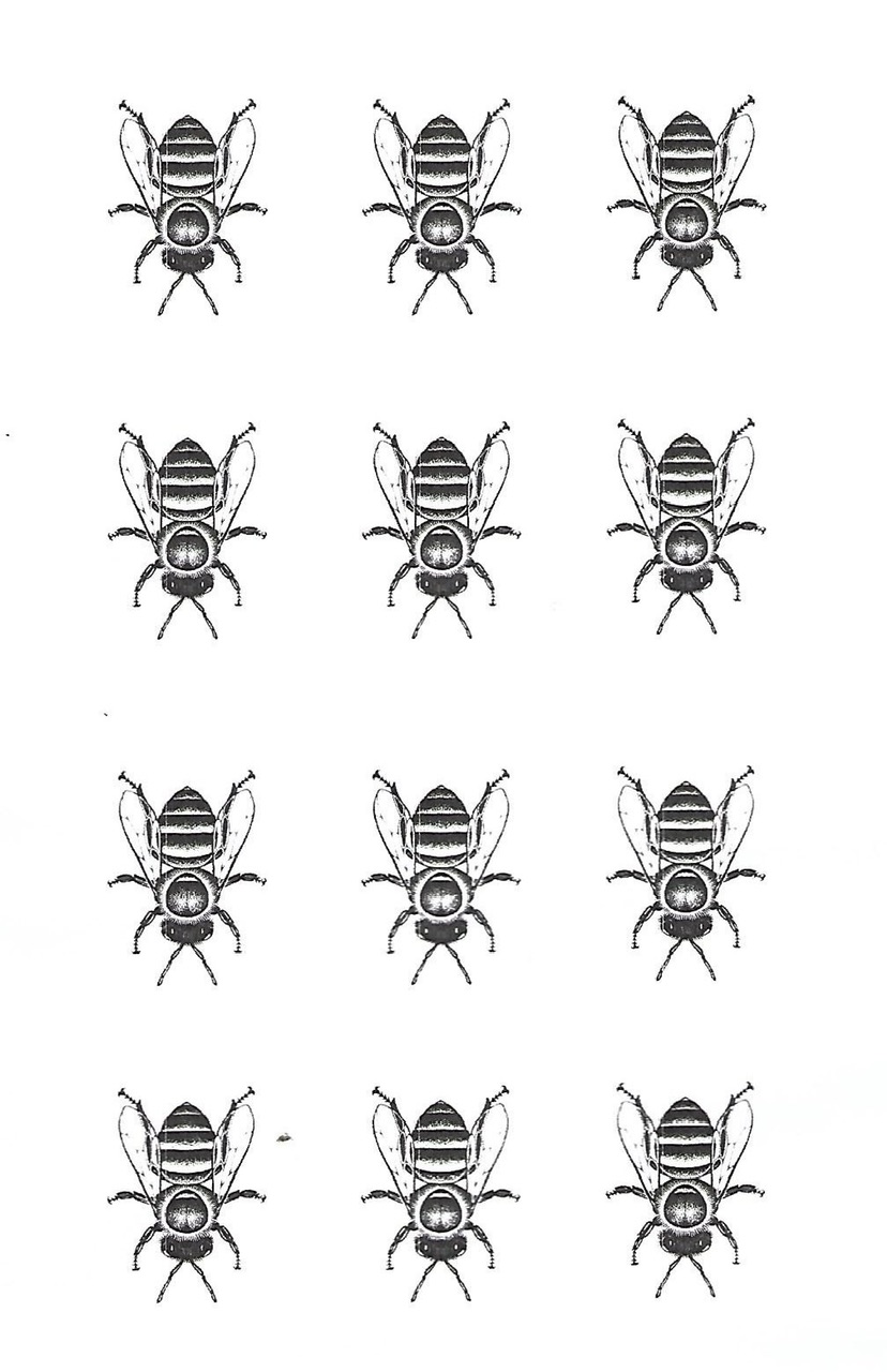 Big Flies.jpeg