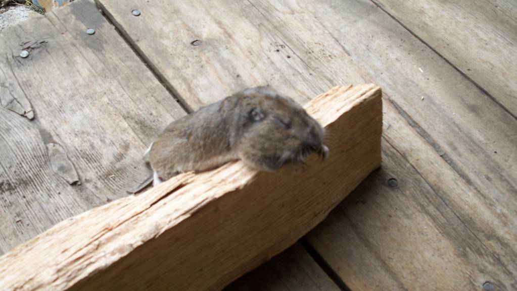 big head gopher.1610672412.JPG