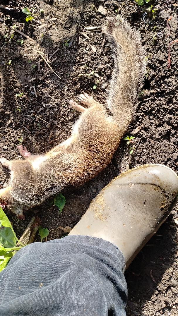 bigsquirrel.jpg