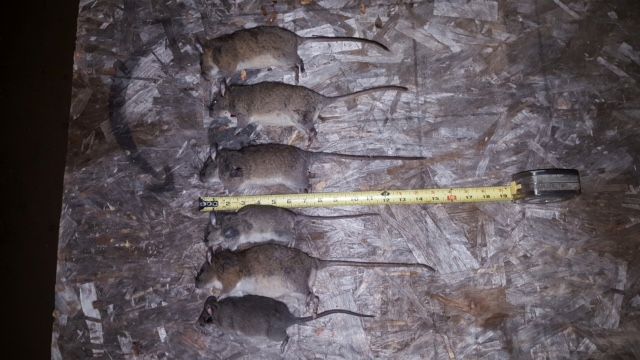 Bills Haul.1620141558.jpg