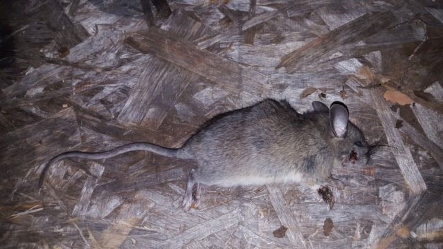 Bills other rat.1620746709.jpg