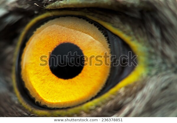 bird-eye-closeup-macro-effect-600w-236378851.1605804171.jpg
