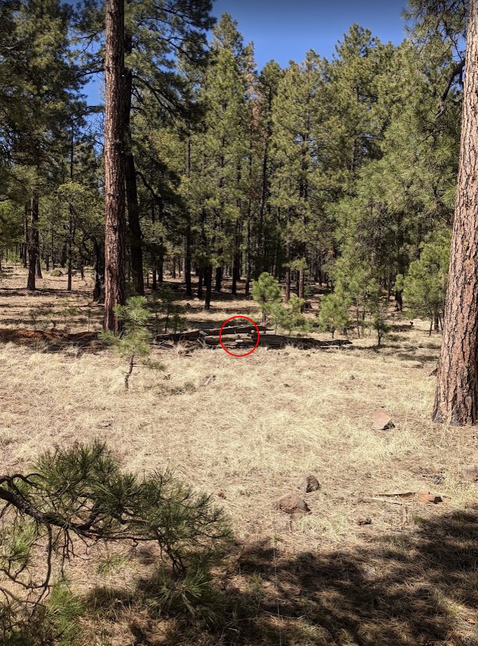 bird under log.1652676627.jpg