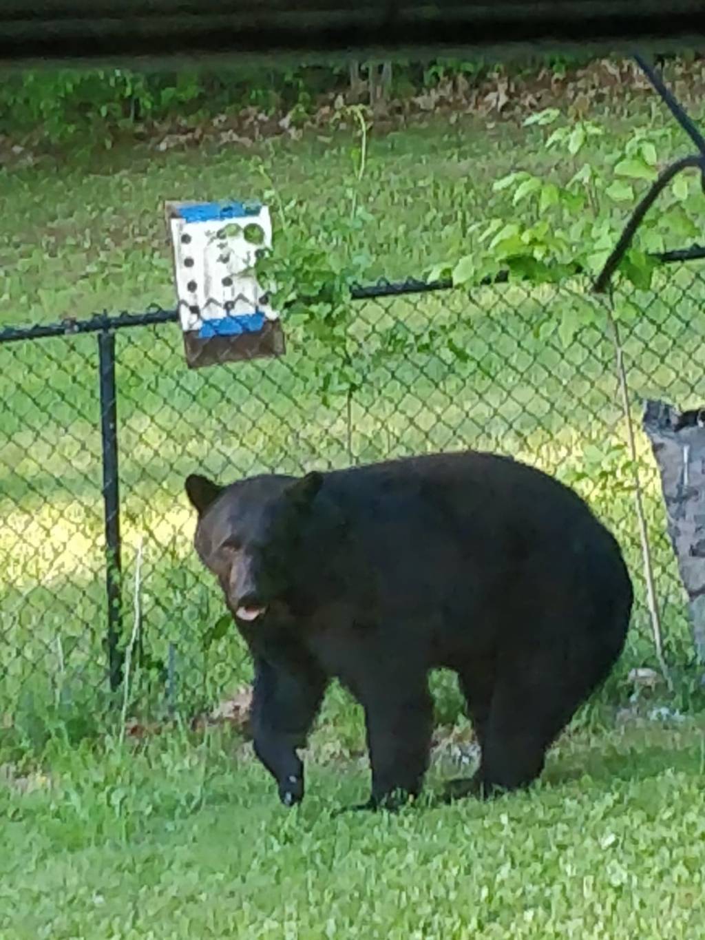 Black Bear.1622504178.jpg