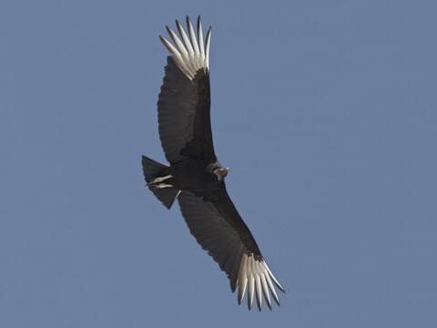 Black Vulture.jpg