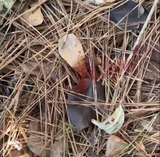 blood.PNG