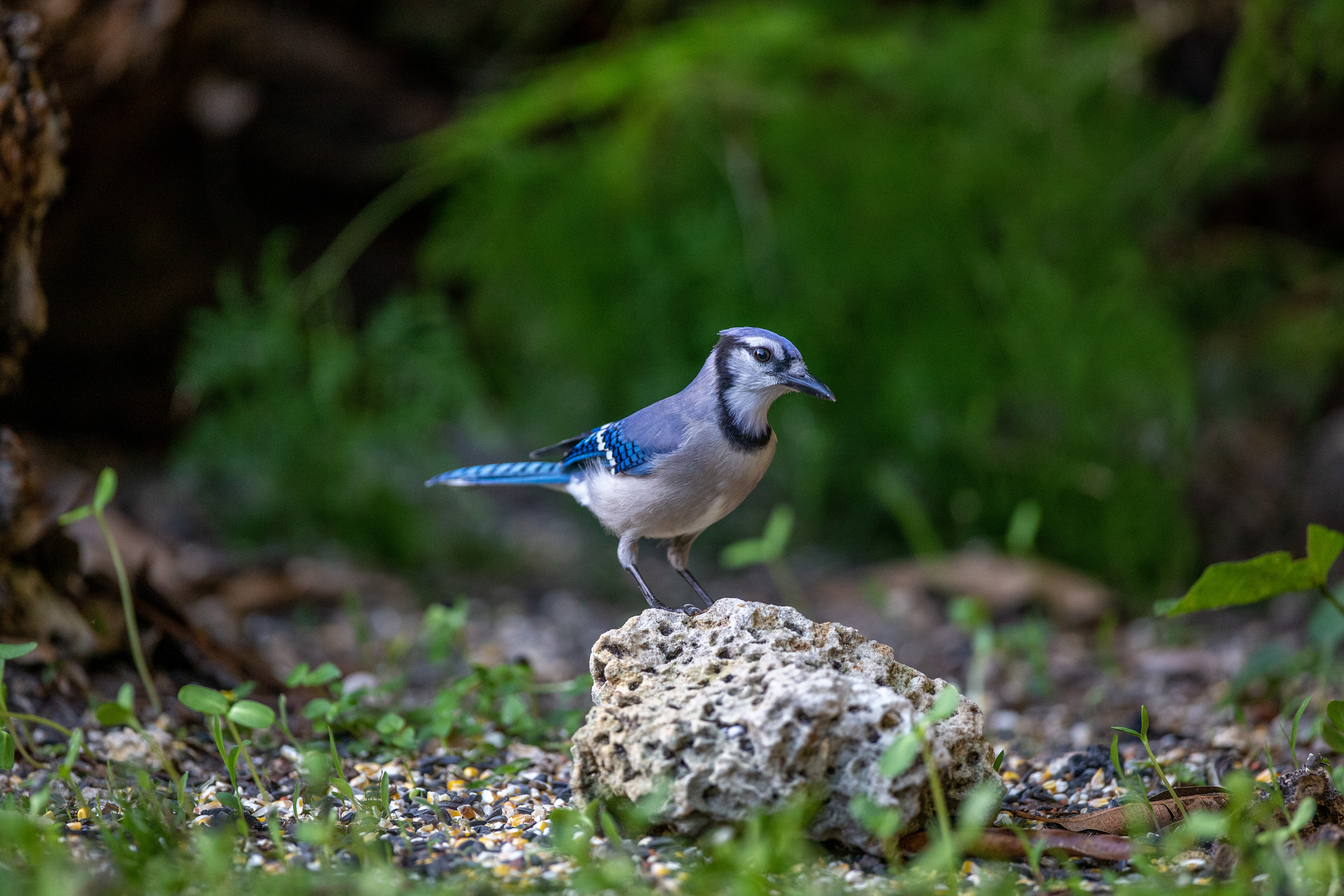 Blue Jay - IMG_7846 copy.jpg
