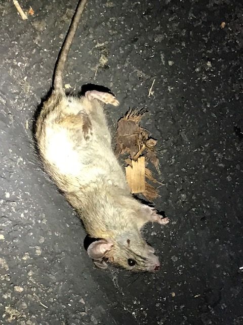 Bobs Rat 2.1605979837.jpg