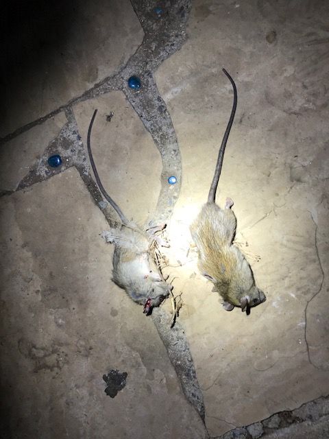 Bobs Rats 11.30.2020.1606852454.jpg