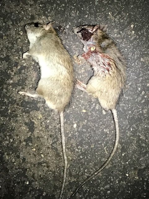 Bobs Rats from Monday.1607448391.jpg