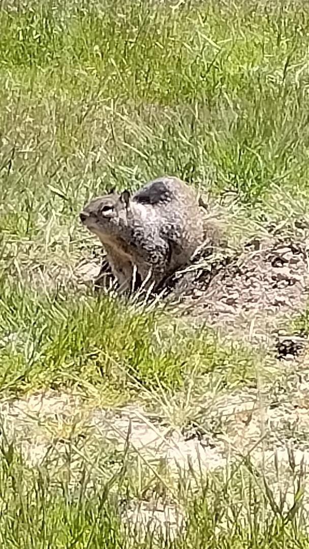 bravesquirrel.jpg