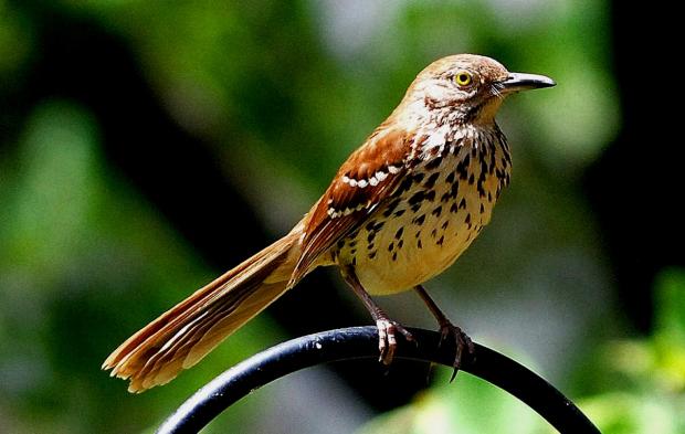 BrownThrasher_TerryWJohnson.jpg