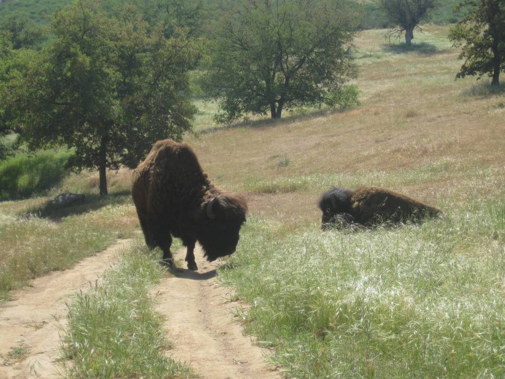 Bufalo 002.1617398276.JPG
