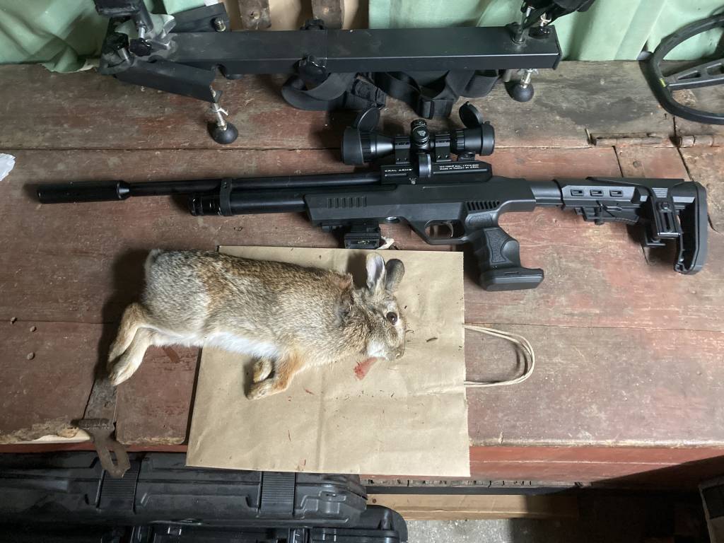 bunny.1606007696.jpg