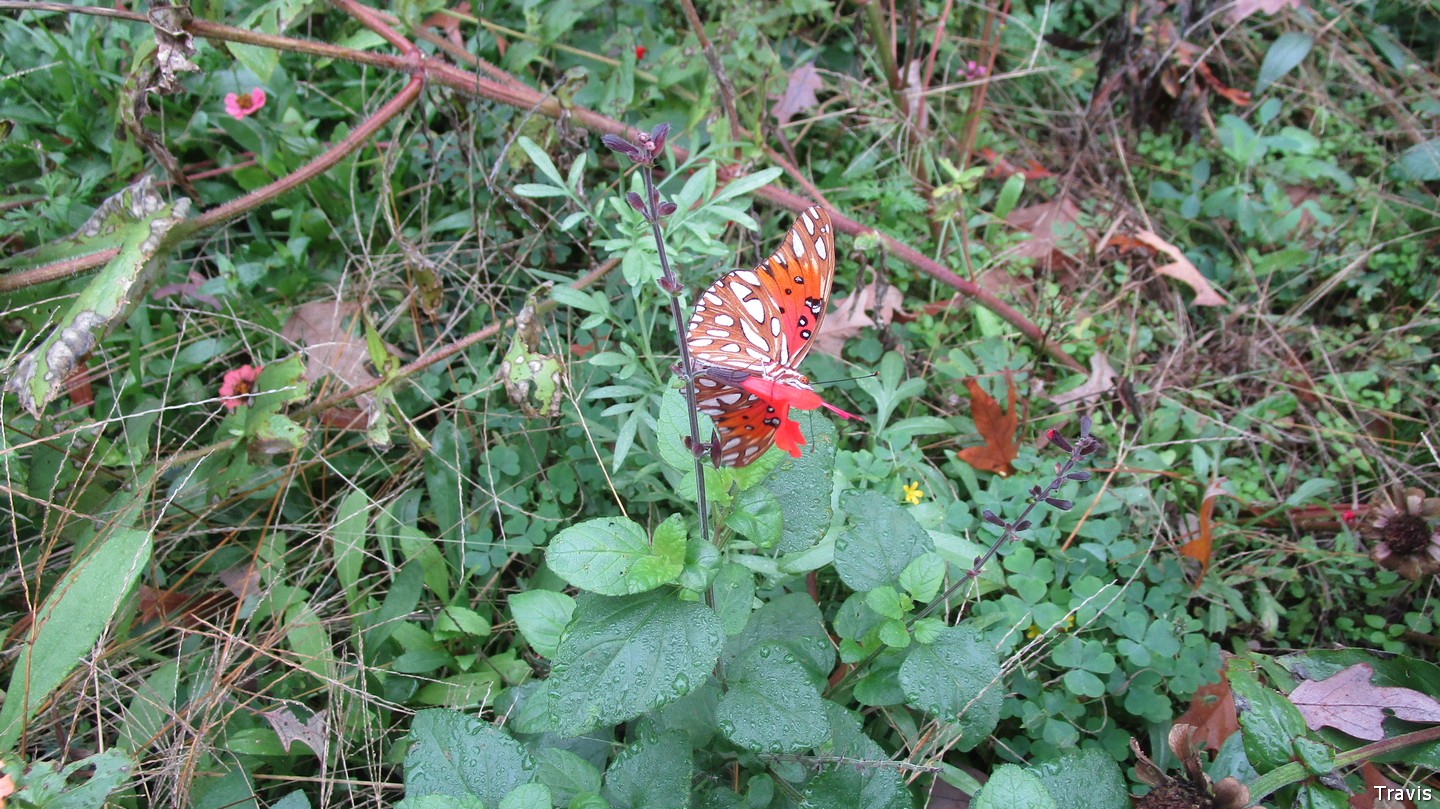 Butterfly.jpg