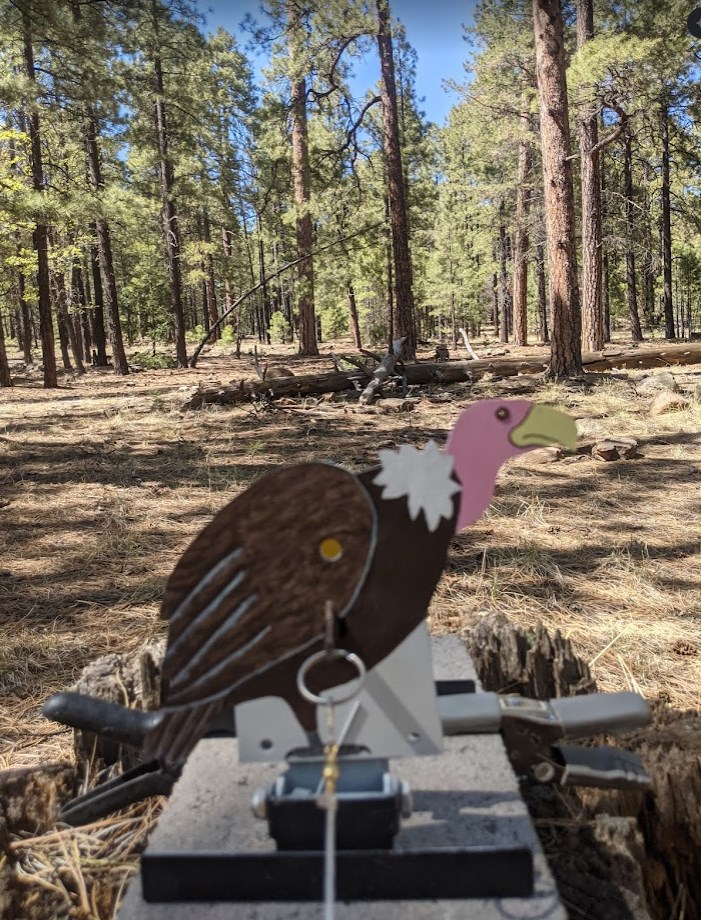 buzzard.1652676627.jpg