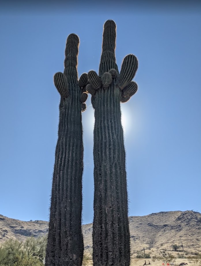 CACTUS.1638086940.jpg