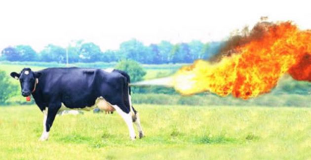 California cow.jpg