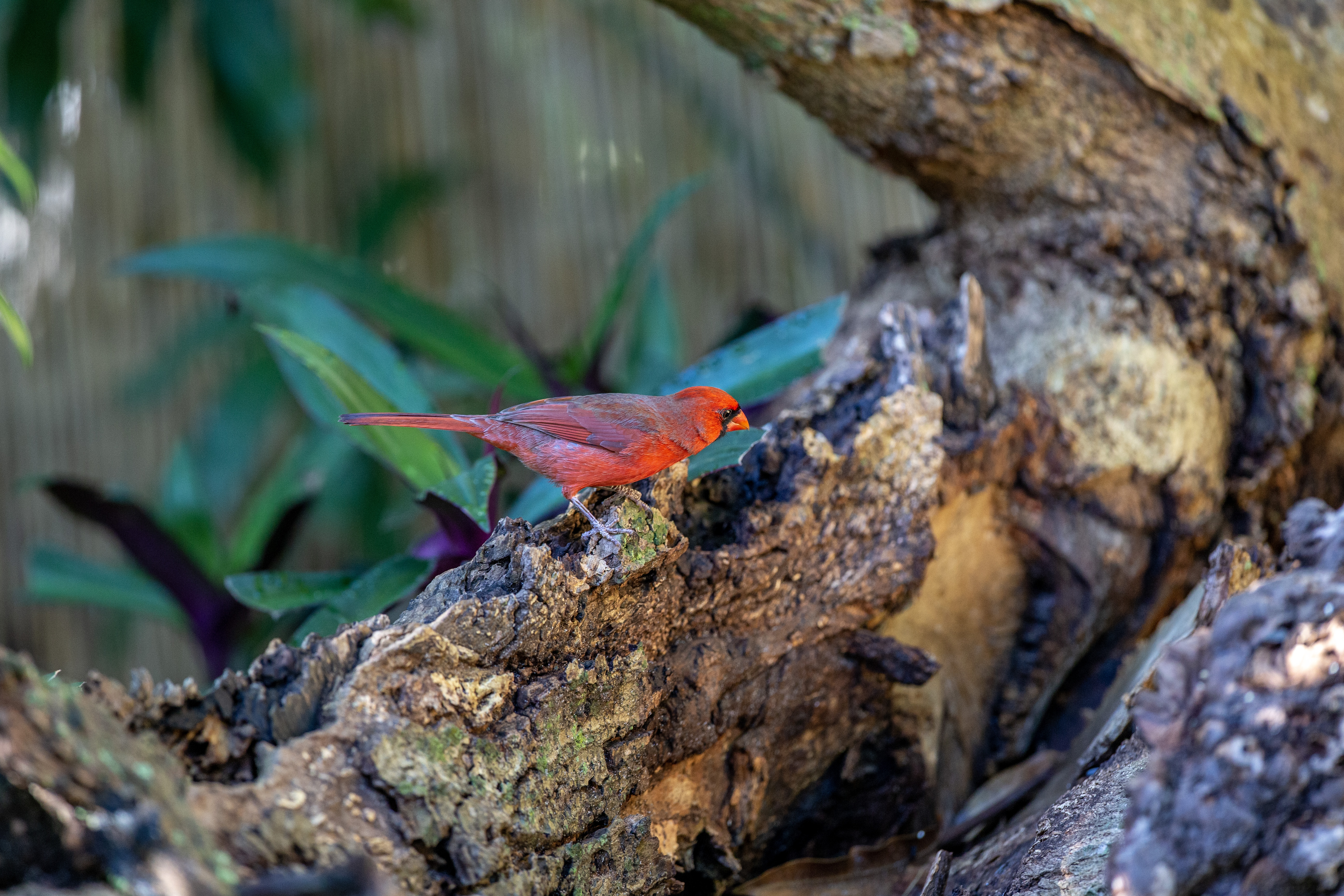 Cardinal - IMG_7533 copy.jpg