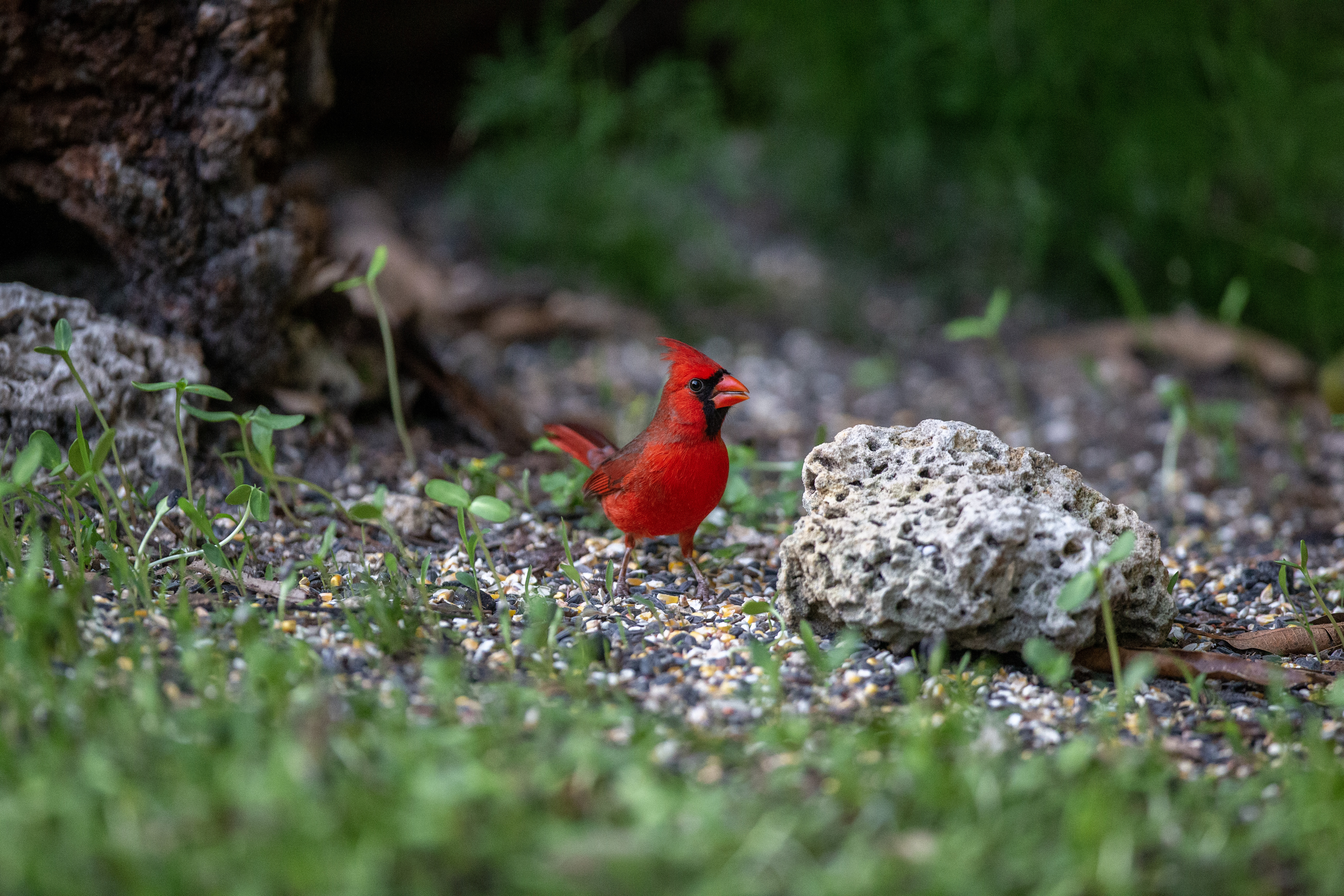 Cardinal - IMG_7758 copy.jpg