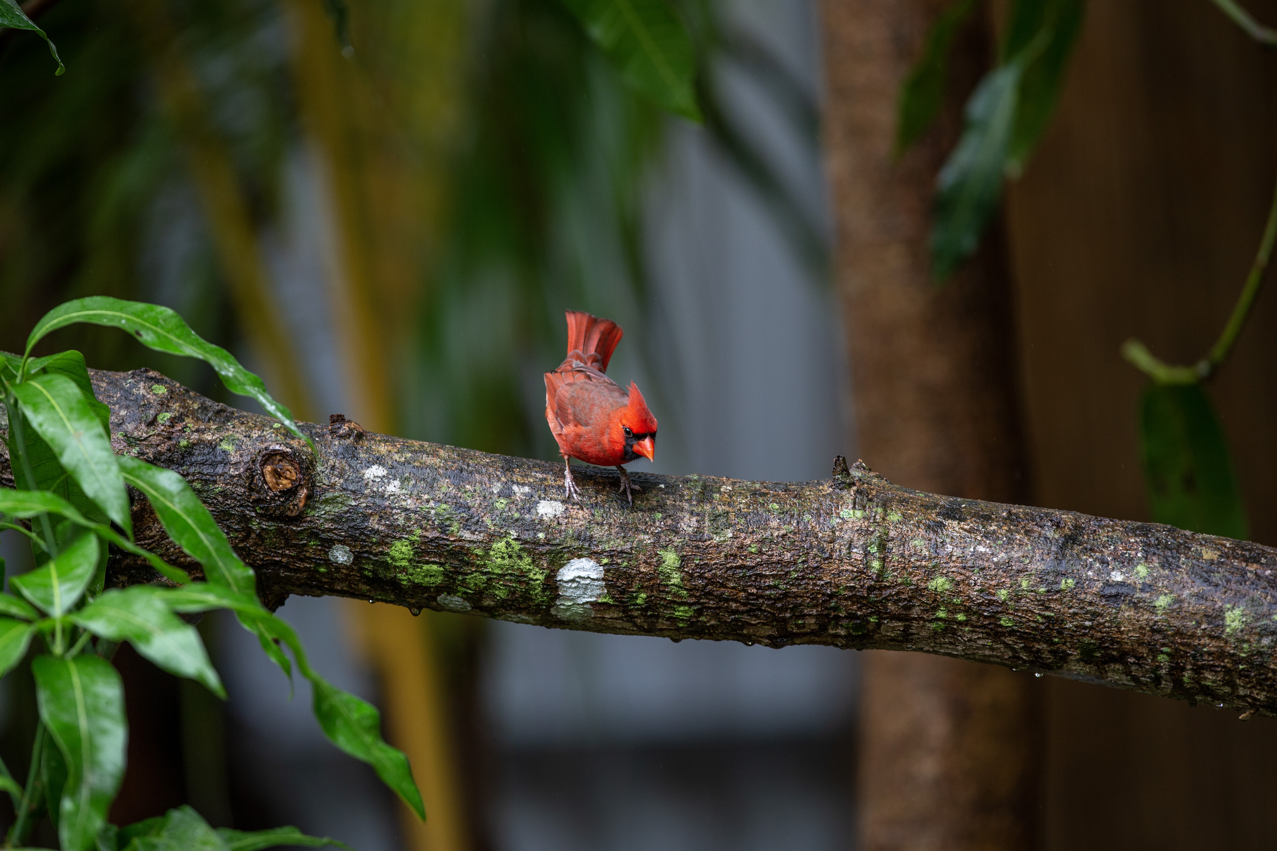 Cardinal - IMG_7983 copy.jpg
