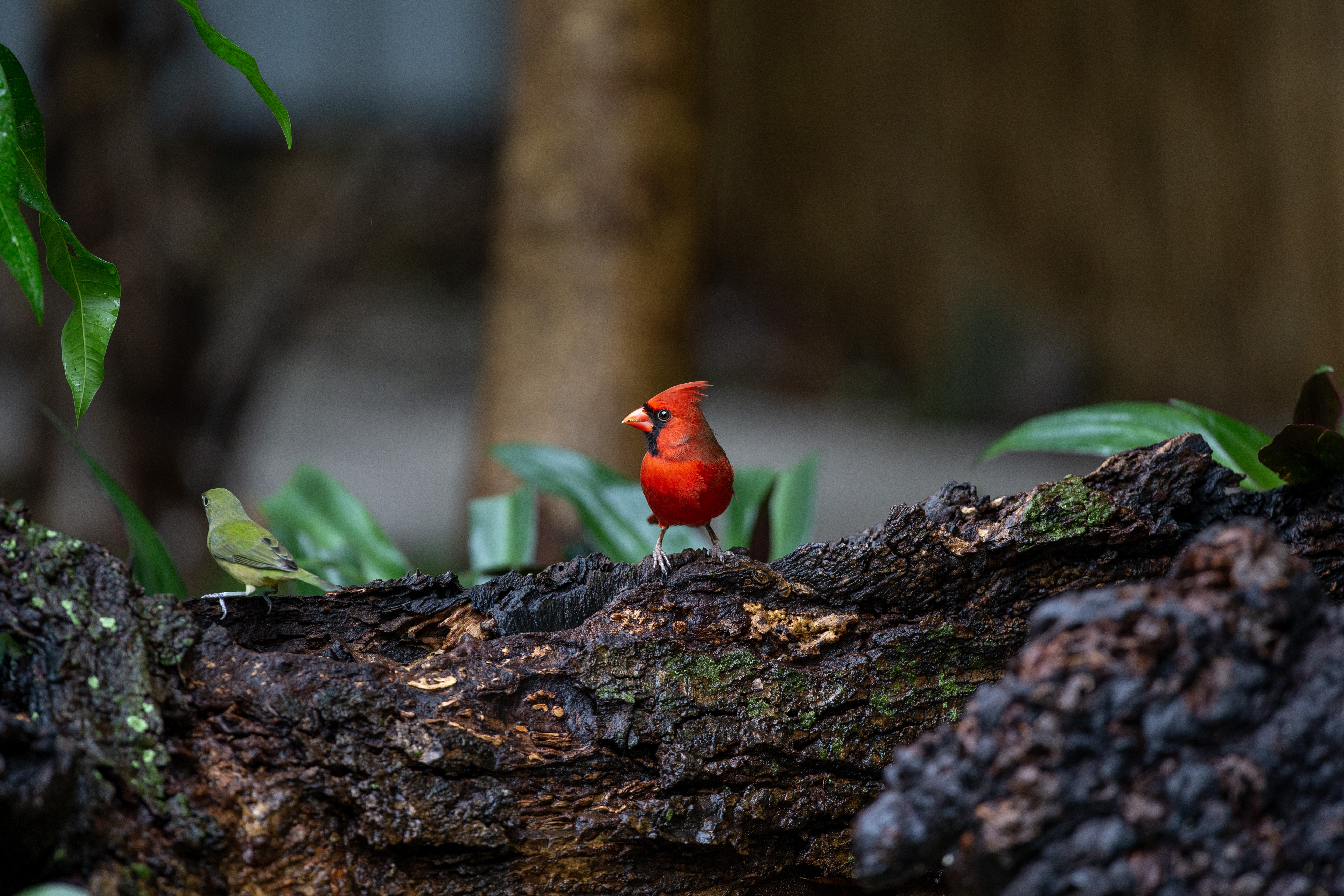 Cardinal - IMG_8016 copy.jpg