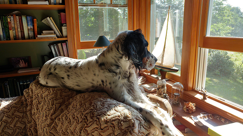 catdog08-21.jpg
