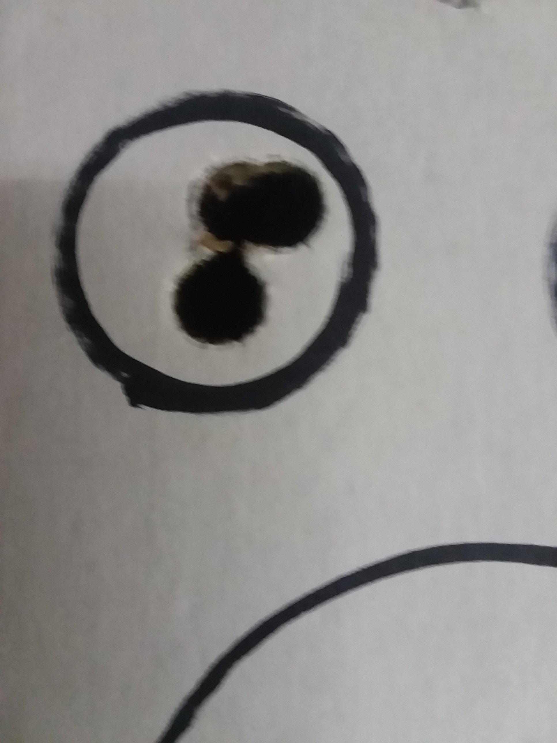challenger SL 50yrds.jpg