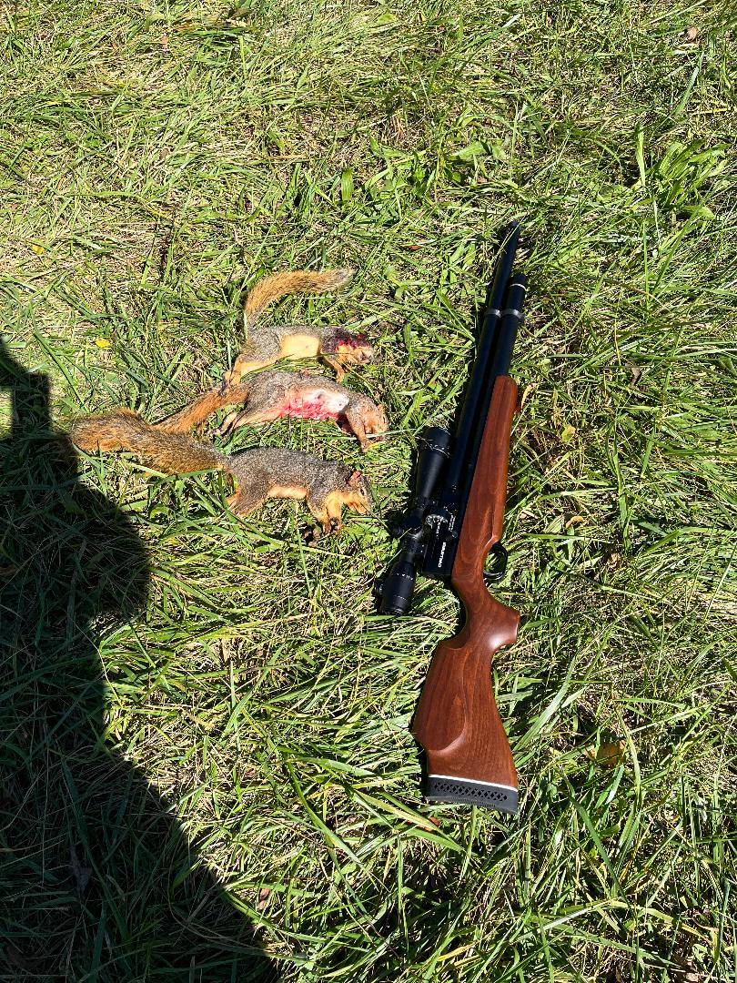 challengersquirrel.jpeg