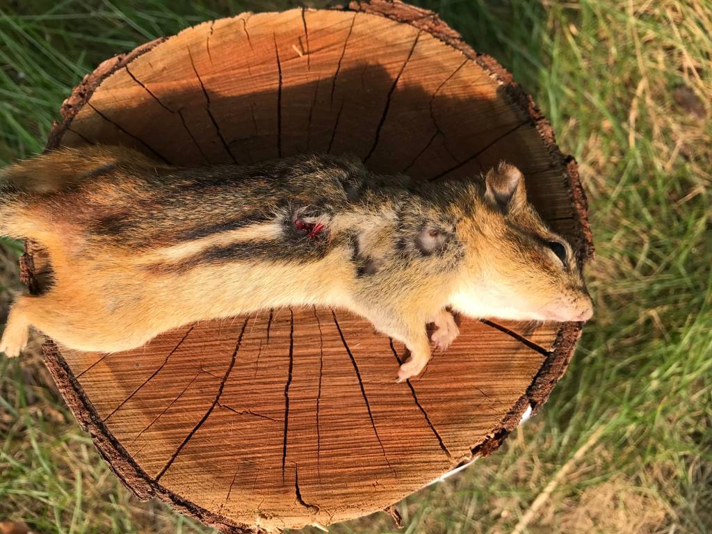 Chipmunk, Sep 11 2021.1631390920.jpg