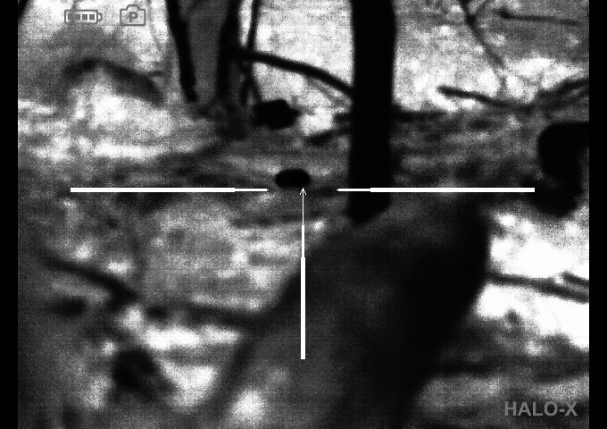 chipmunk45ydbh.1636935900.jpg