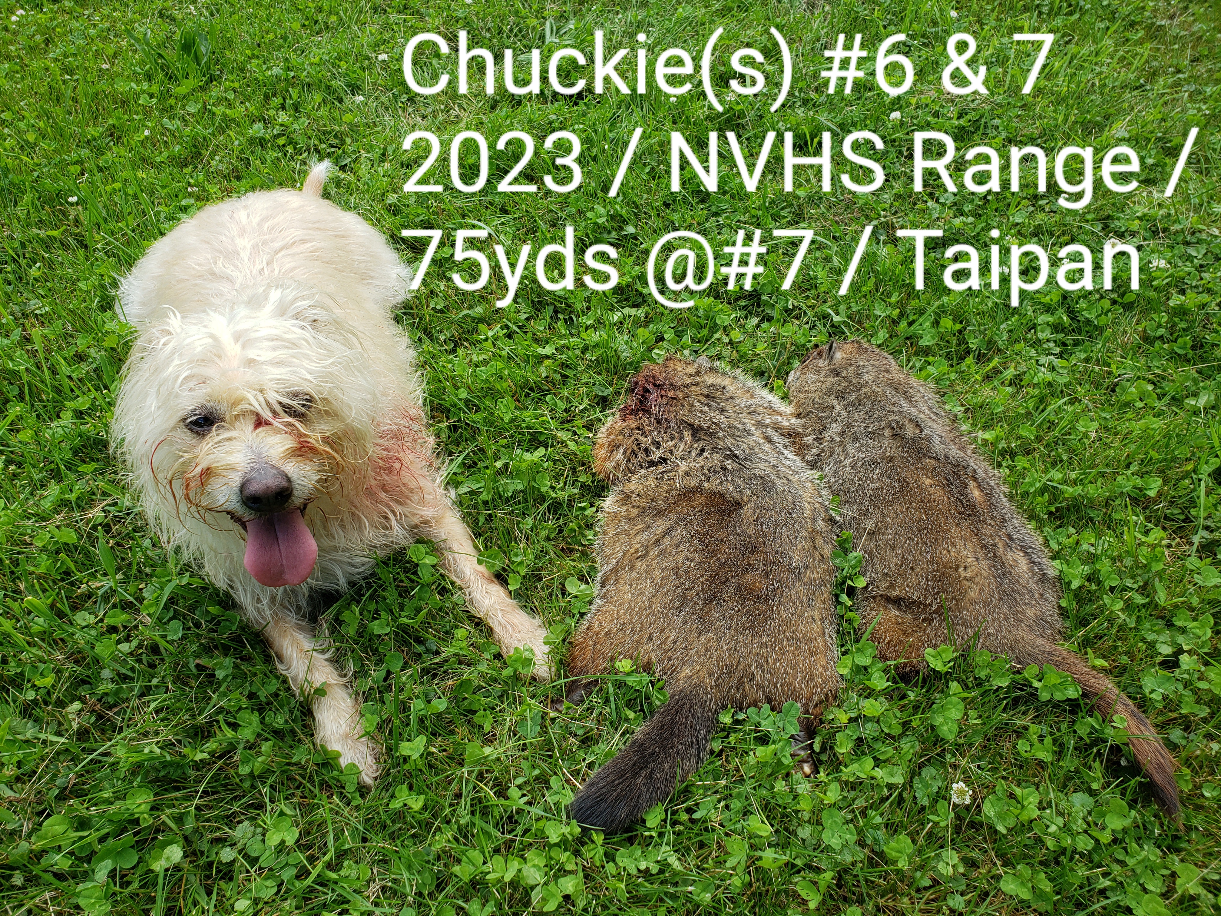 chuckies_6-n-7_25_jun_2023.jpg