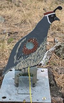 close up quail.1620675068.JPG