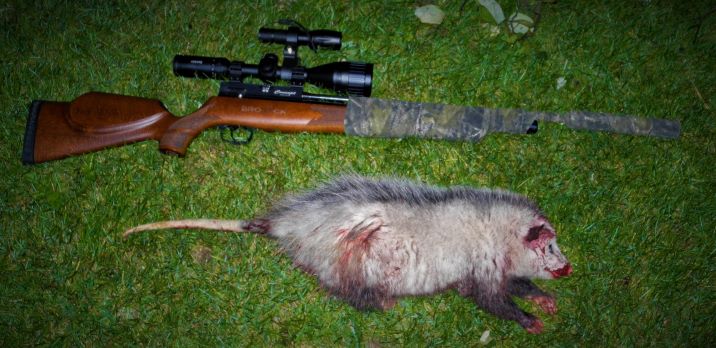 concept opossum.JPG