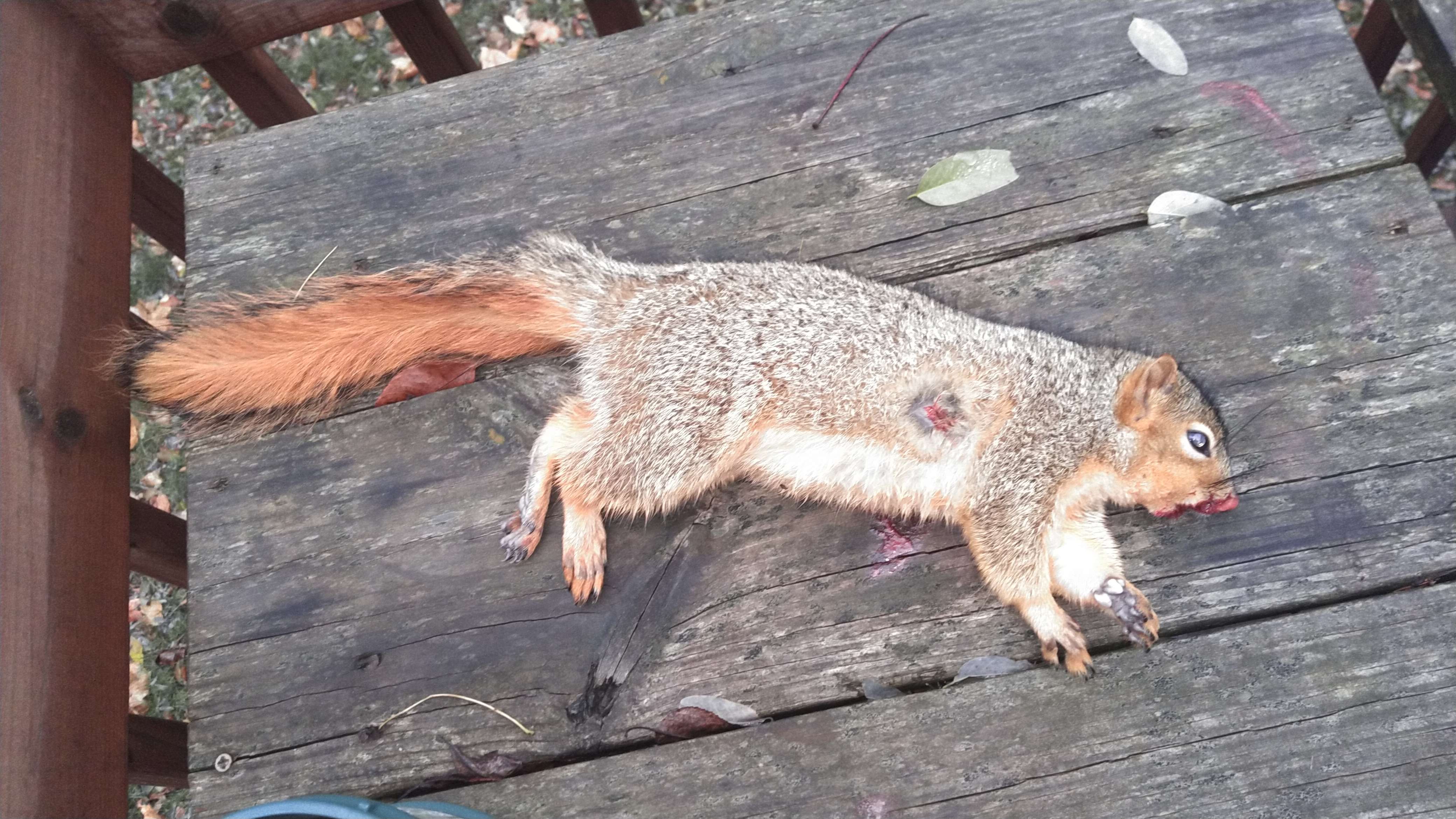 condor squirrel.jpg