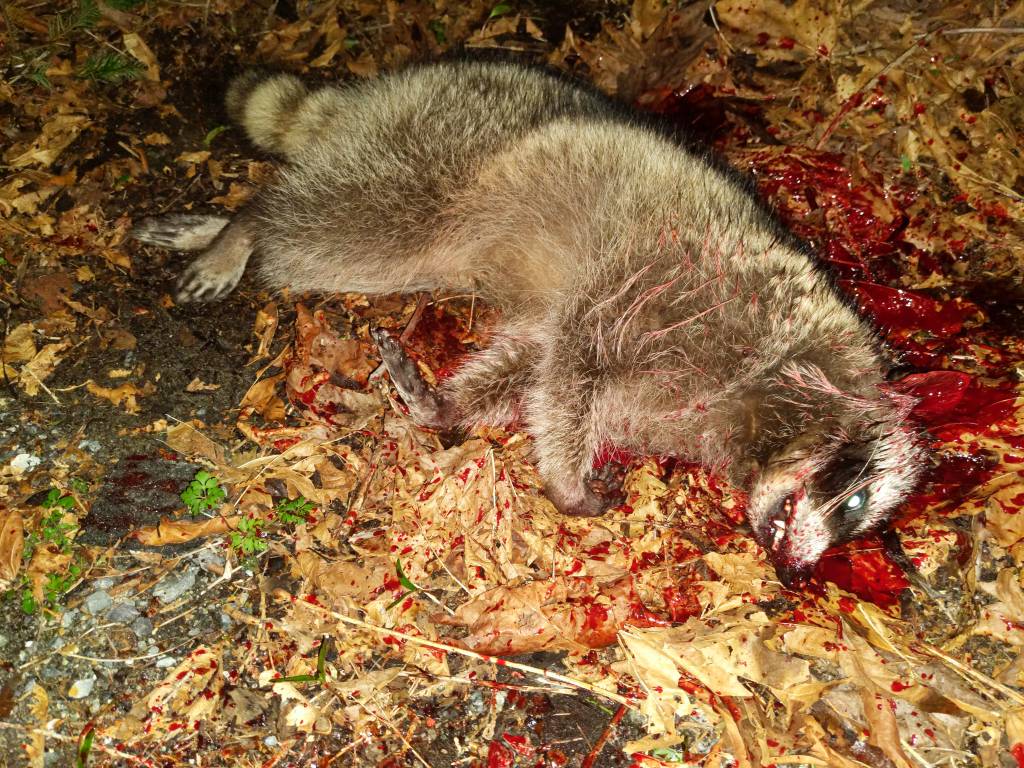 coon.1616214637.jpg