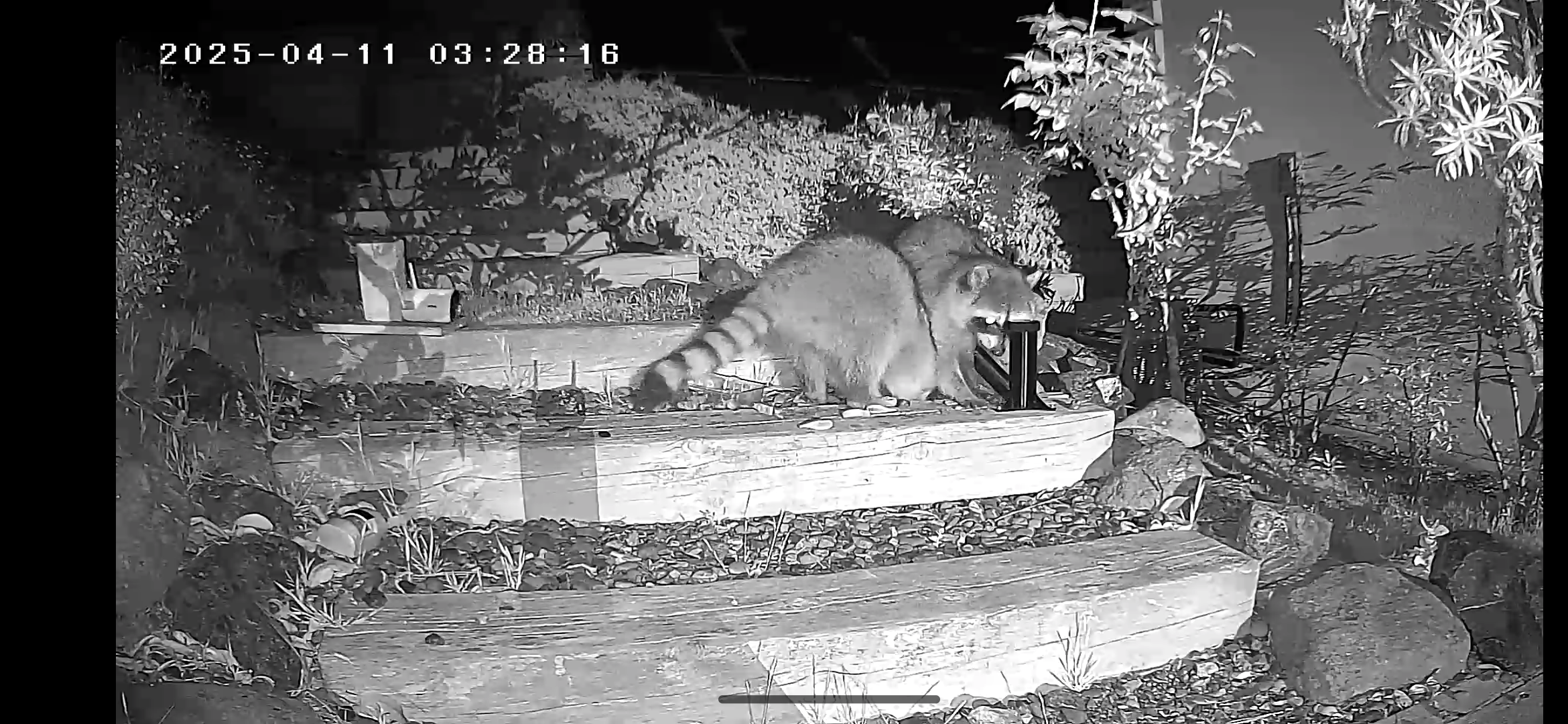 coon.png