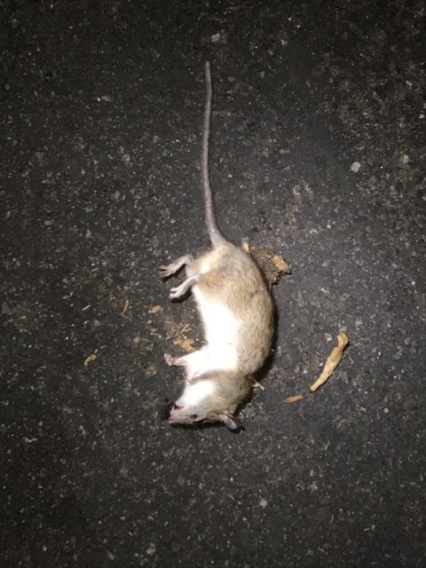 coop Rat 1.1611369563.jpg
