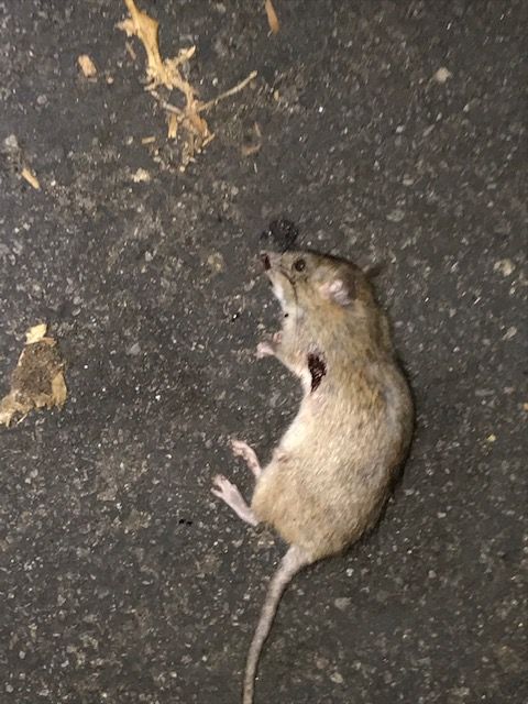 coop Rat 2.1611369580.jpg