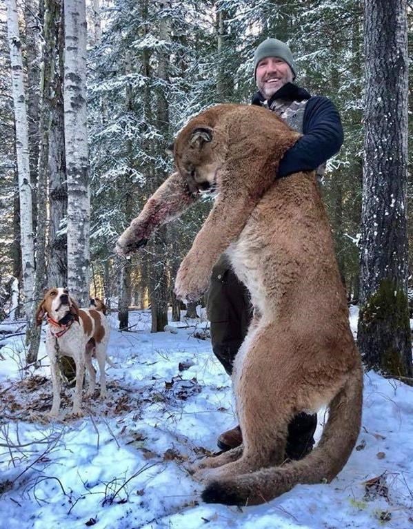 cougar.jpg