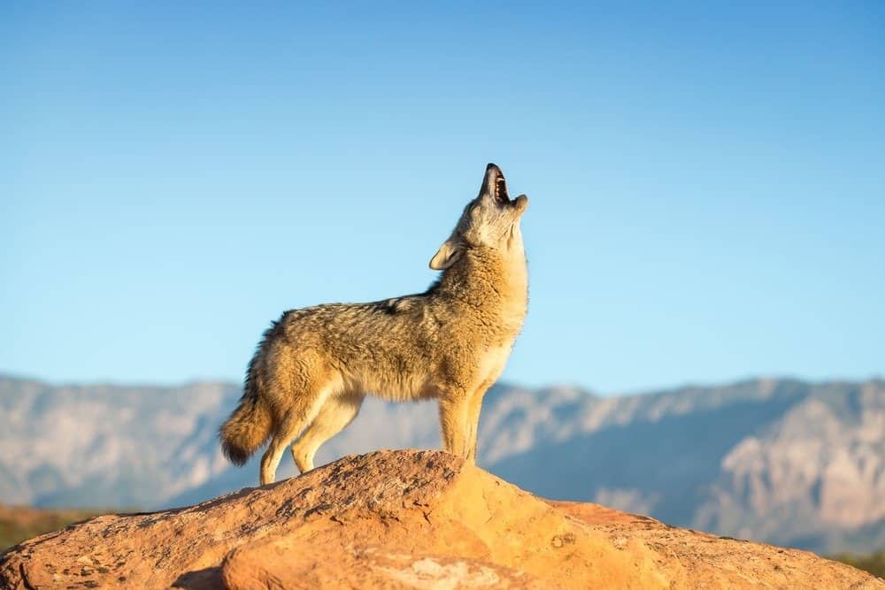 coyote-1-1490034317.jpg