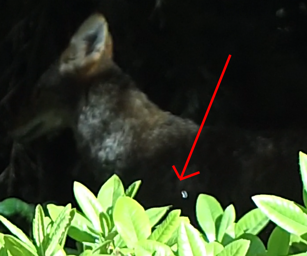 coyote.1622317370.PNG
